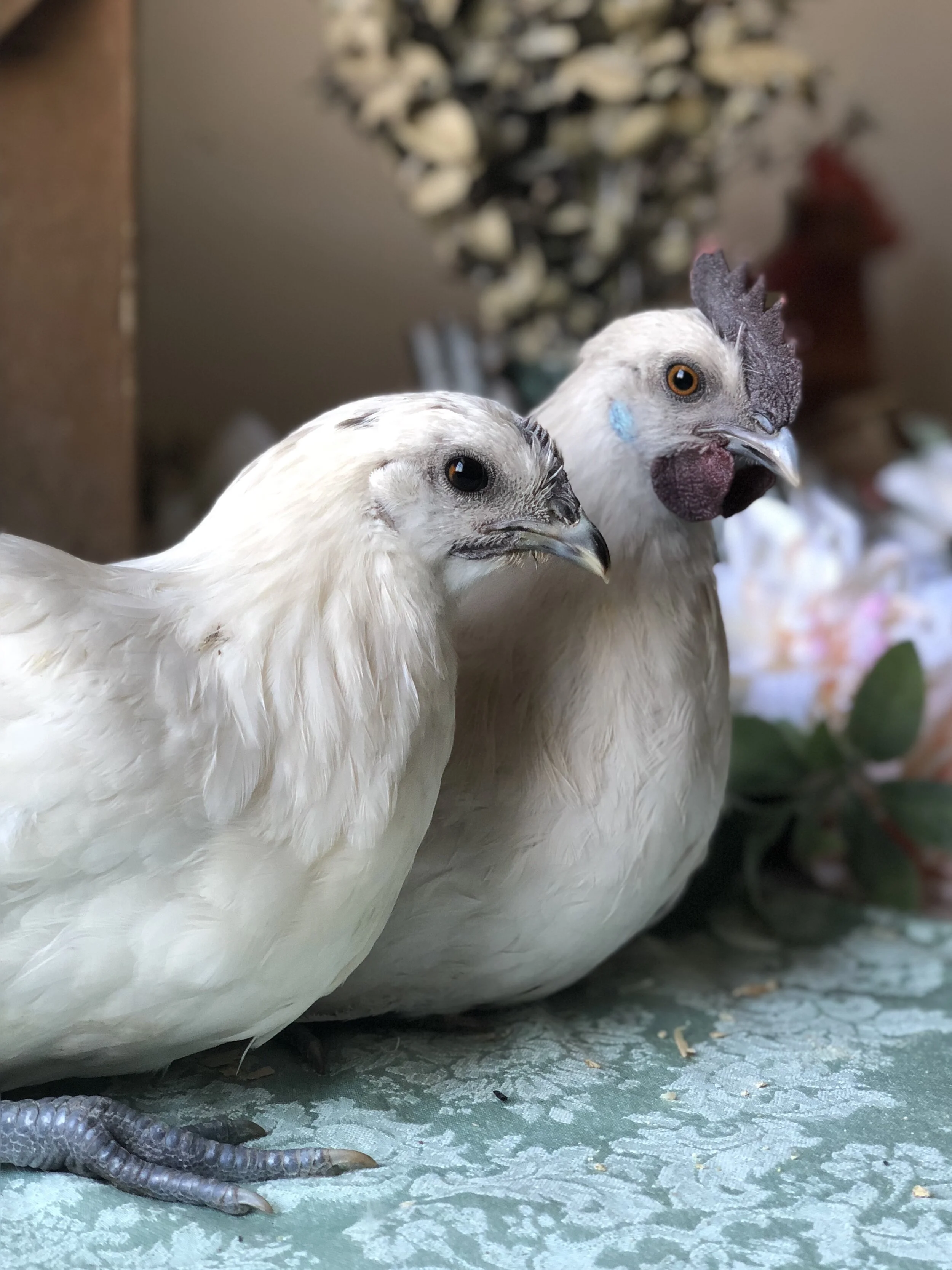Moonbeam Chickens Hot Off The Nest
